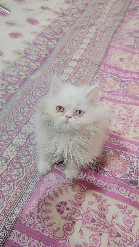 persian extrme punch odd eyes female kitten 8