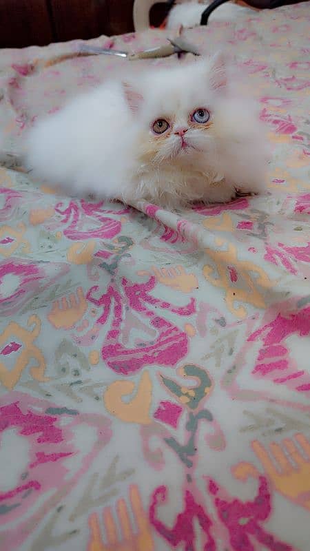 persian extrme punch odd eyes female kitten 9