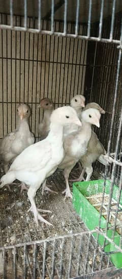 Heera chicks for sale