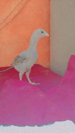 Aseel chicks 40 days+ full active