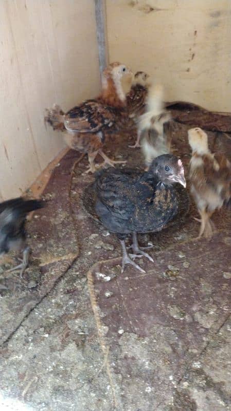 Aseel chicks 40 days+ full active 5