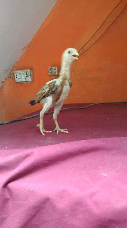 Aseel chicks 40 days+ full active 6