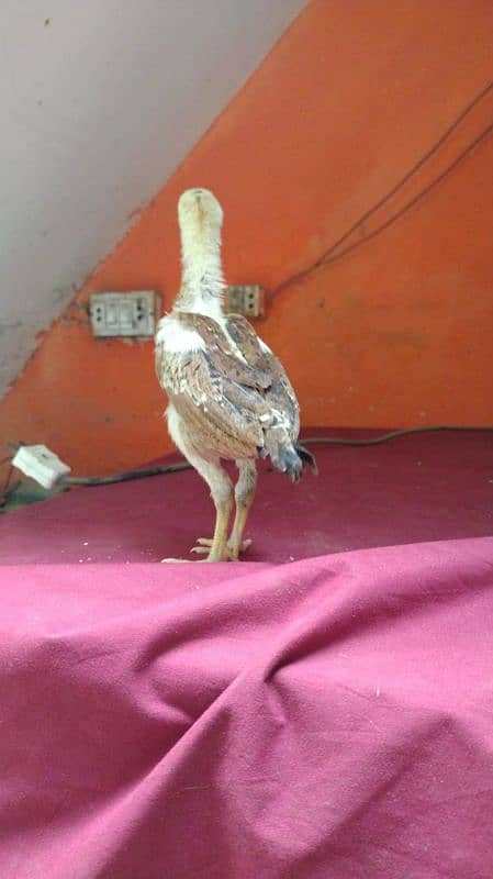 Aseel chicks 40 days+ full active 10