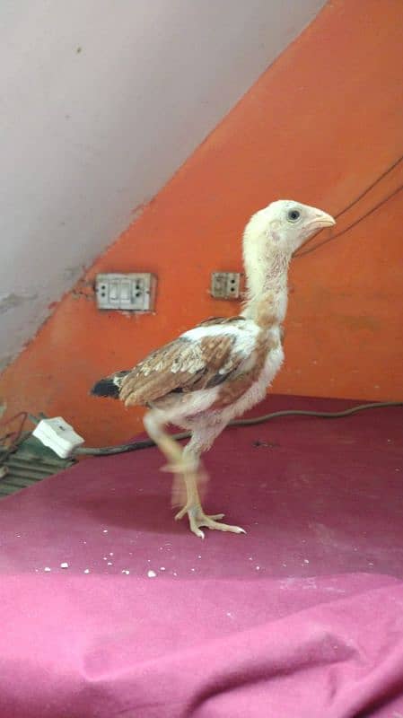 Aseel chicks 40 days+ full active 11