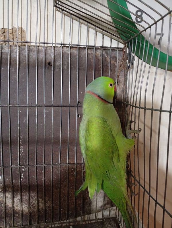 Green parrot 0