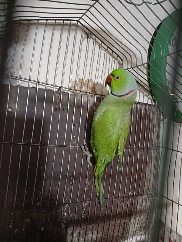 Green parrot 1