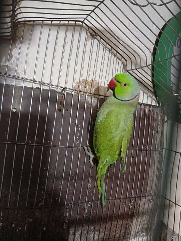 Green parrot 2