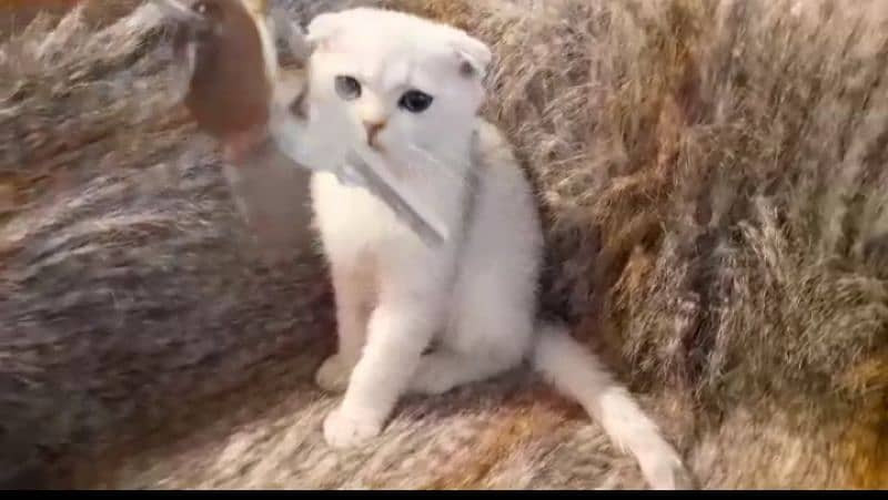 Scottish fold kittens available 0