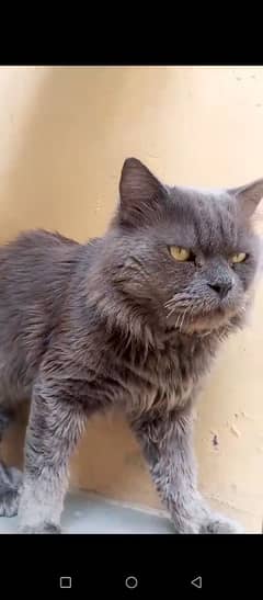 persian cat