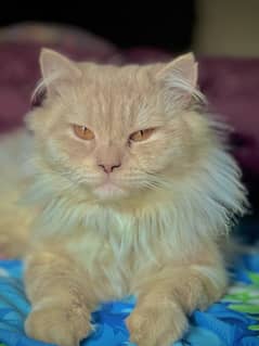 Persian Male Cat Off white colour Golden Eyes