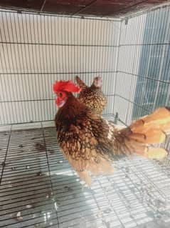 Golden Sebright Breeder Pair Available 4 Sell