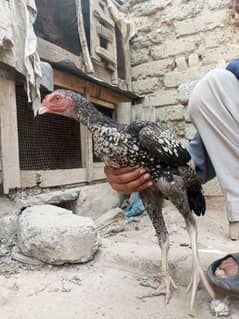 peshawri and sindhi