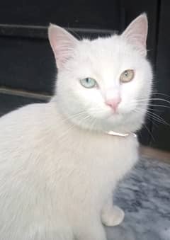 Turkish Angora cat