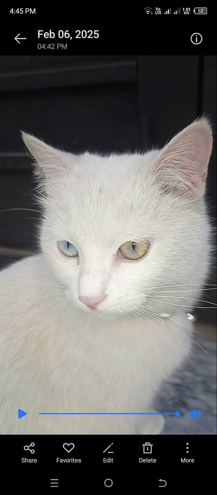 Turkish Angora cat 1