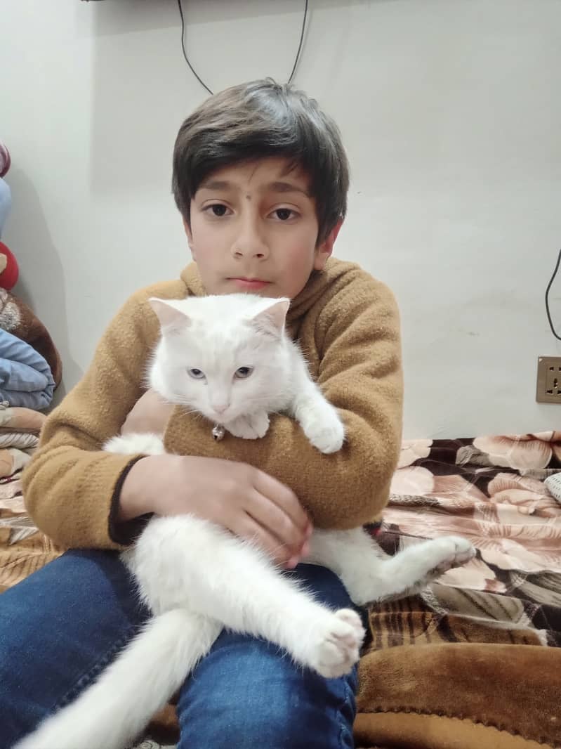 Turkish Angora cat 2