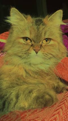 Golden Triple Coated 1 Year Old Persian Female Cat