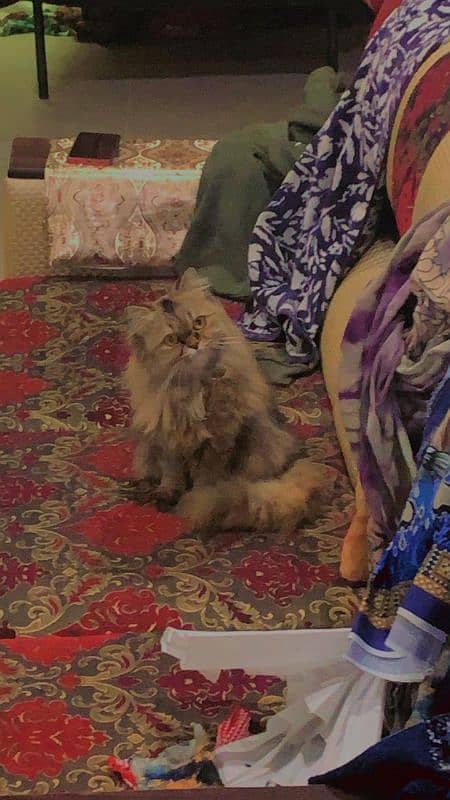 Golden Triple Coated 1 Year Old Persian Female Cat 2