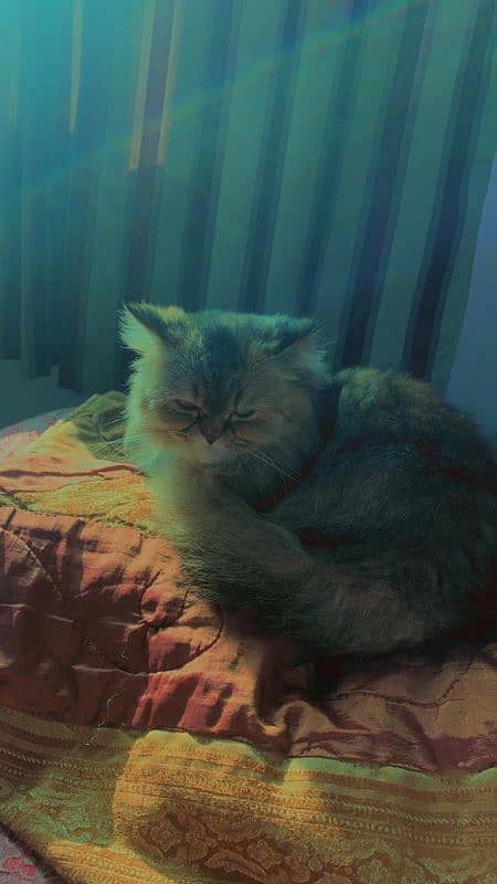 Golden Triple Coated 1 Year Old Persian Female Cat 3