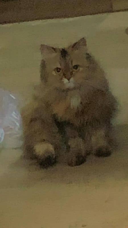 Golden Triple Coated 1 Year Old Persian Female Cat 4