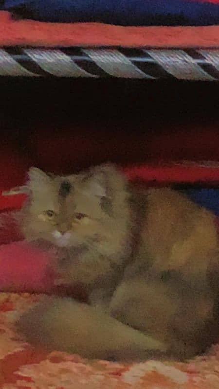 Golden Triple Coated 1 Year Old Persian Female Cat 6