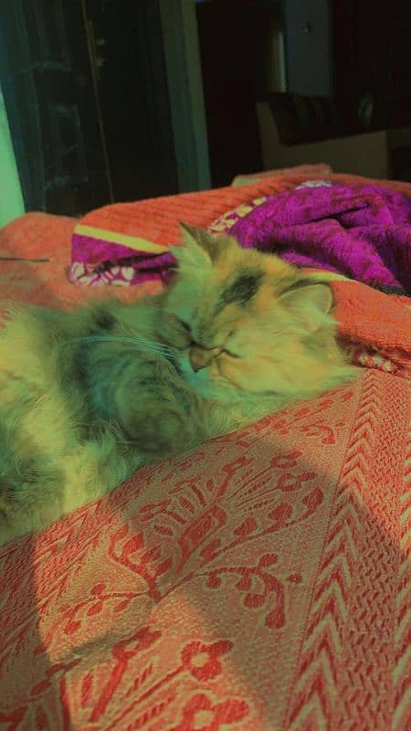 Golden Triple Coated 1 Year Old Persian Female Cat 7