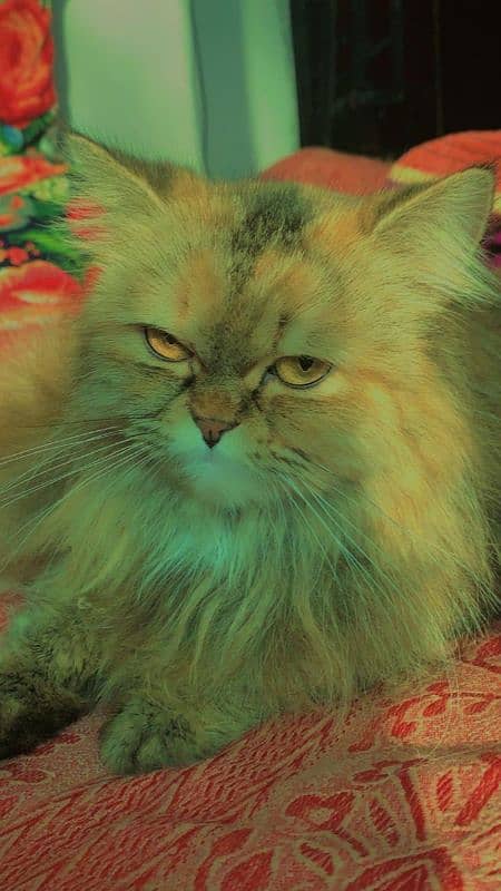 Golden Triple Coated 1 Year Old Persian Female Cat 8