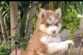 husky puppies