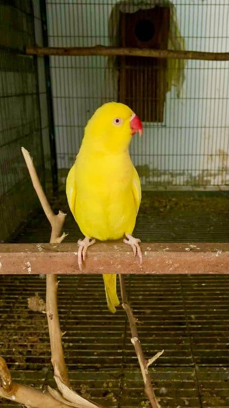 Yellow Ring Neck breeder female 0