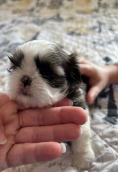 Shihtzu puppies/husky puppies available for sale