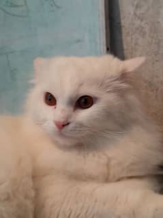 White Brown Triple coated Cats Available