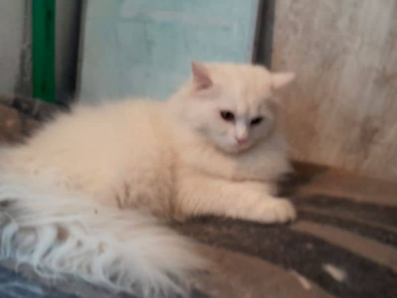 White Brown Triple coated Cats Available 4