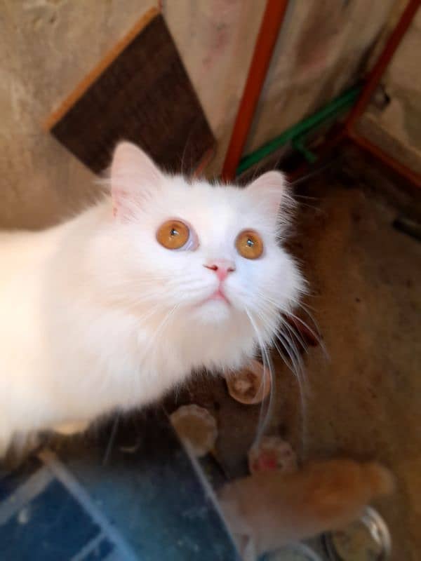 White Brown Triple coated Cats Available 5