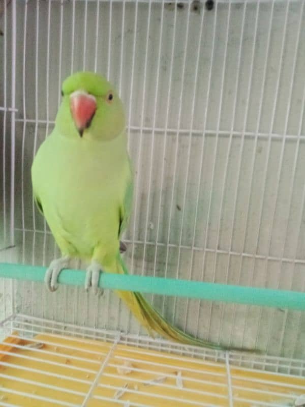 Green Ringneck 5