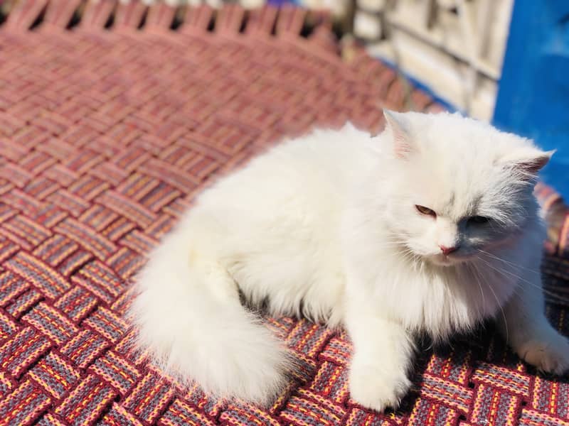 Doll Face 3ripe caat persian cat for sale 2