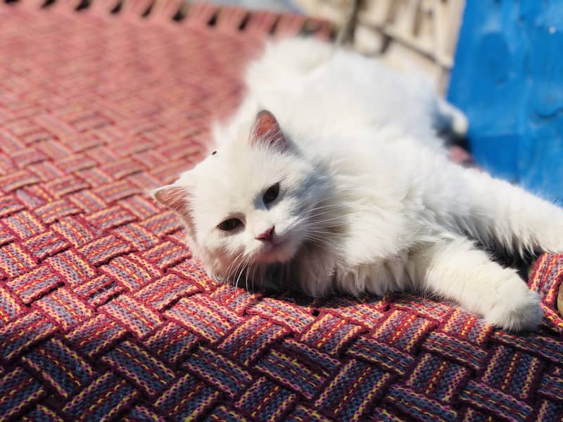 Doll Face 3ripe caat persian cat for sale 3