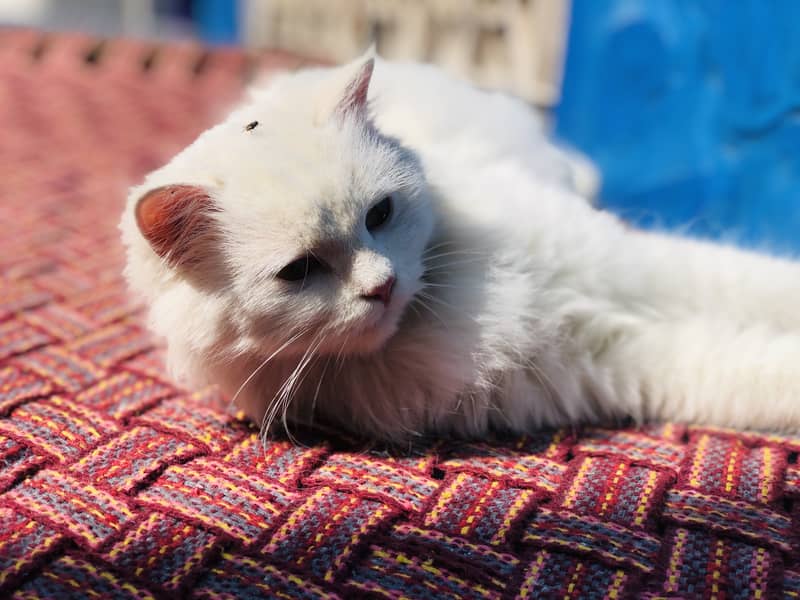 Doll Face 3ripe caat persian cat for sale 4