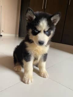 Siberiaan hunky puppy