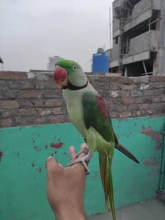 raw perrot ha mood hota ha to bolta ha or hand tammed ha