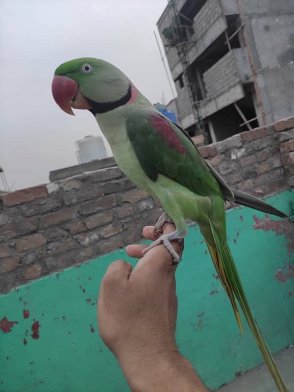 raw perrot ha mood hota ha to bolta ha or hand tammed ha 1