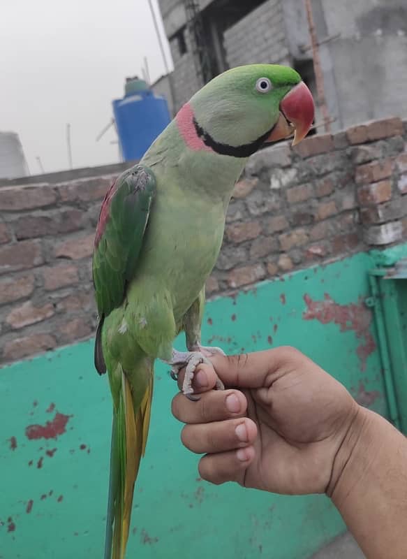 raw perrot ha mood hota ha to bolta ha or hand tammed ha 2