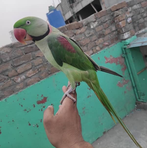 raw perrot ha mood hota ha to bolta ha or hand tammed ha 3