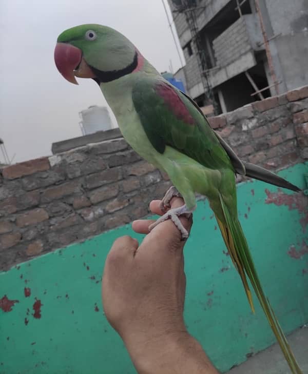 raw perrot ha mood hota ha to bolta ha or hand tammed ha 4