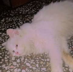 pure Persian female cat