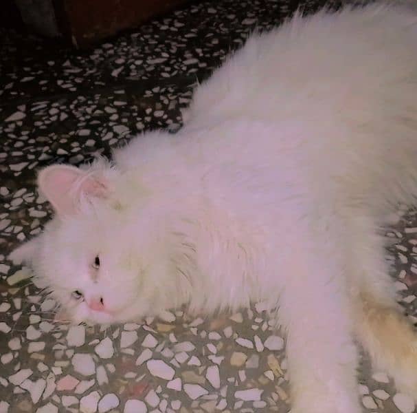 pure Persian female cat 0