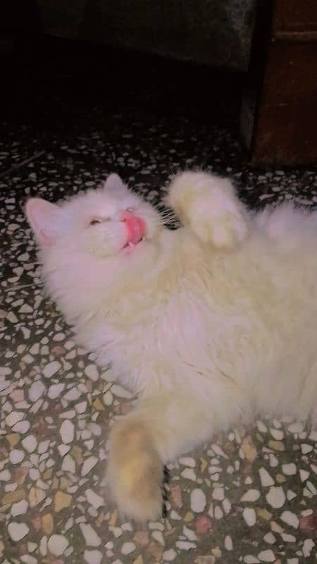 pure Persian female cat 1