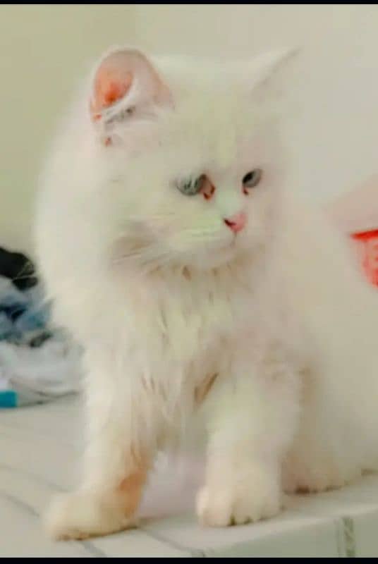 pure Persian female cat 3