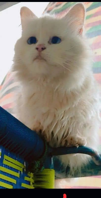 pure Persian female cat 4