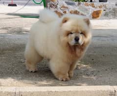 Chow chow Puppy for sale