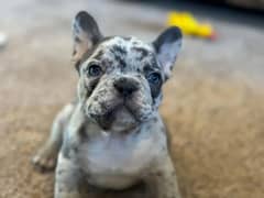 French bulldog Puppy for sale male and female