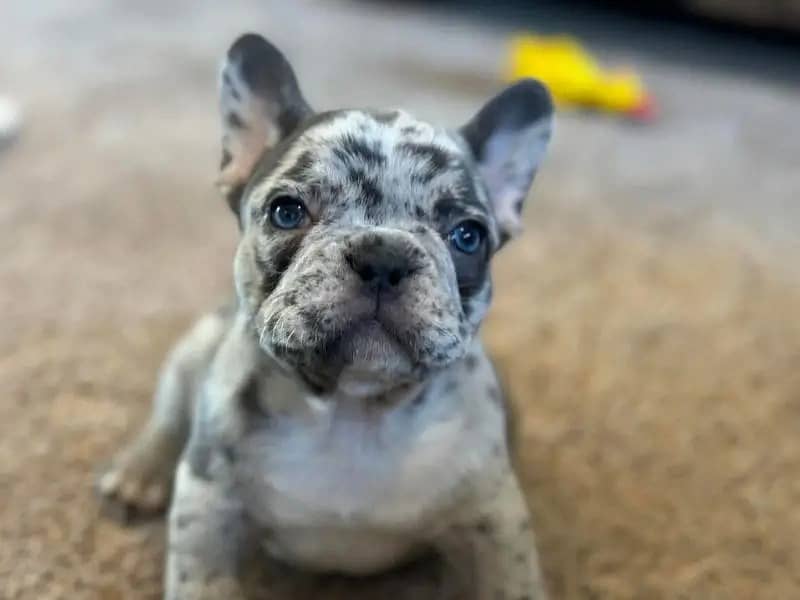 French bulldog Puppy for sale male and female 0